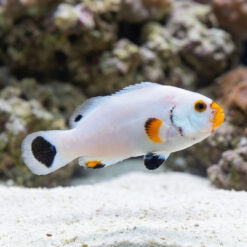Platinum Ocellaris Clownfish: Captive Bred