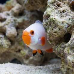 Alternative view of Platinum True Percula Clownfish: Captive Bred