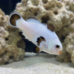 Platinum Storm Ocellaris Clownfish