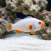 Platinum True Percula Clownfish: Captive Bred