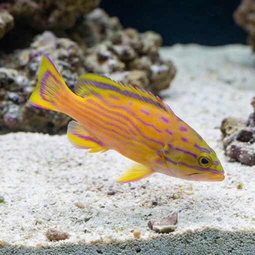 Polleni Grouper