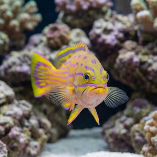 Polleni Grouper - Image 2