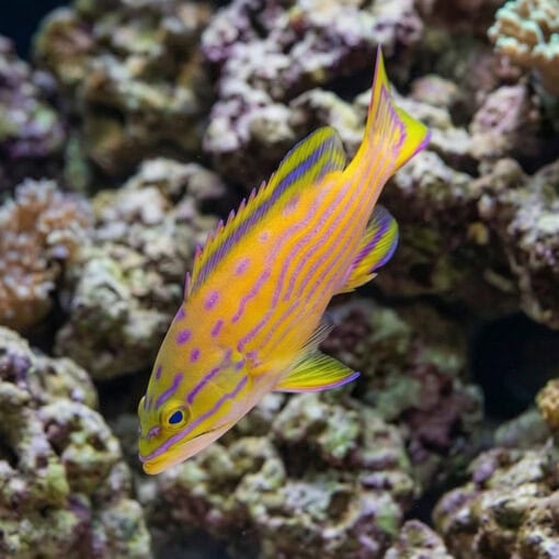 Polleni Grouper - Image 3