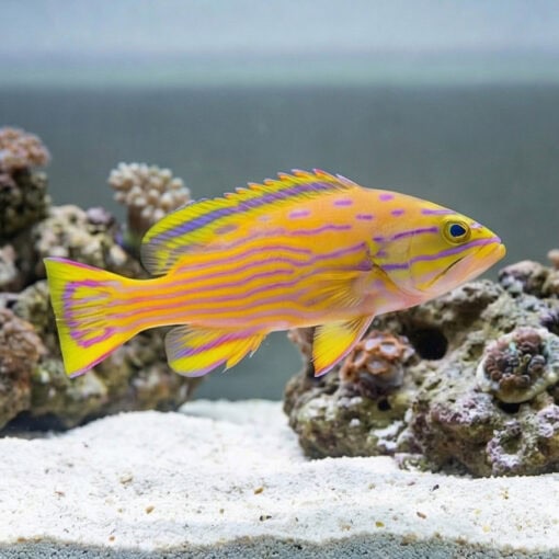 Polleni Grouper - Image 4