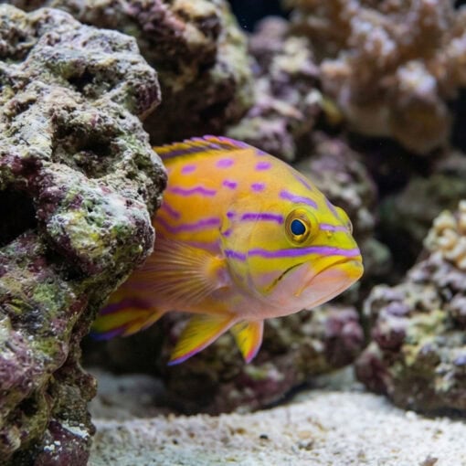 Polleni Grouper - Image 5