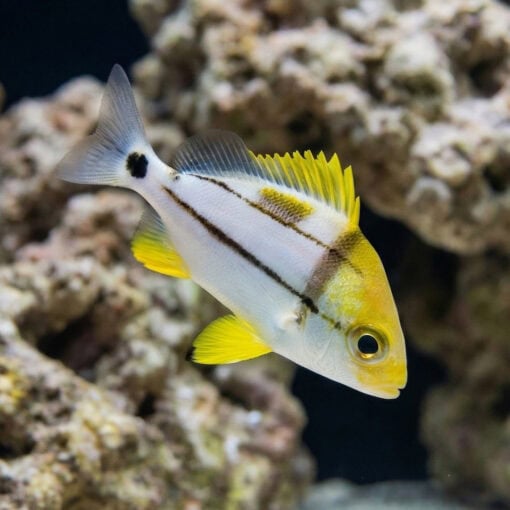 Porkfish