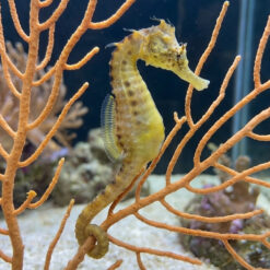 Pot-Bellied Seahorse