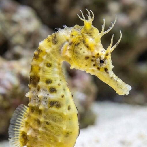 Pot-Bellied Seahorse - Image 2