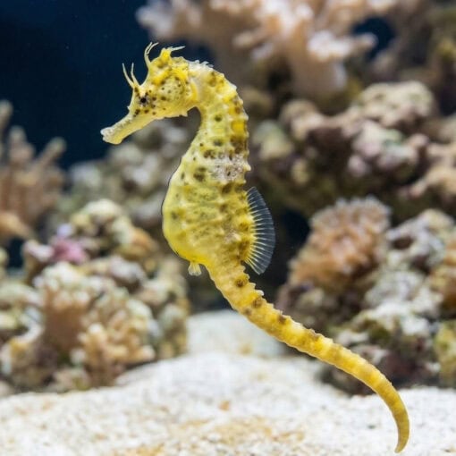 Pot-Bellied Seahorse - Image 3