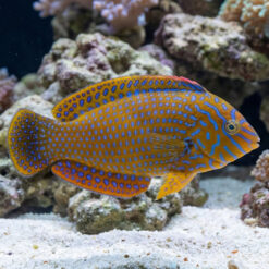Potters Wrasse