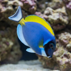 Powder Blue Tang