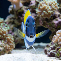 Alternative view of Powder Blue Tang
