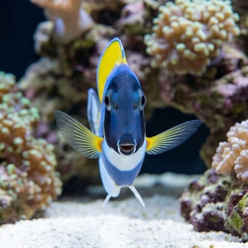 Powder Blue Tang - Image 2