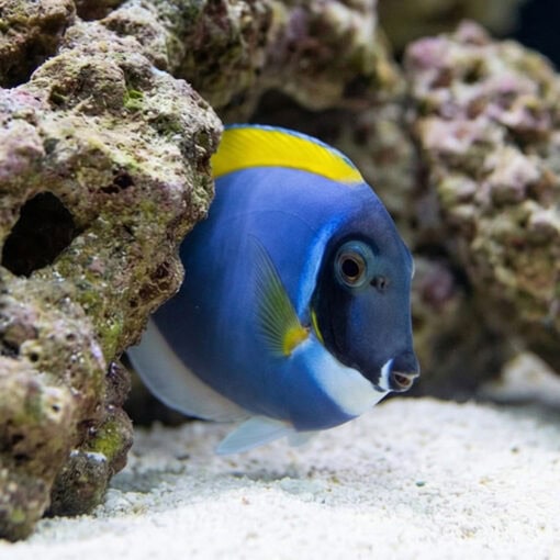 Powder Blue Tang - Image 4
