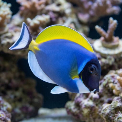Powder Blue Tang - Image 3