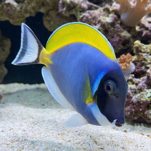 Powder Blue Tang - Image 5