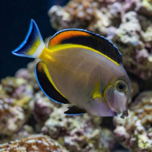 Powder Brown Tang