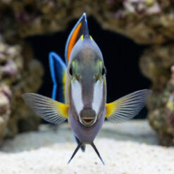 Alternative view of Powder Brown Tang