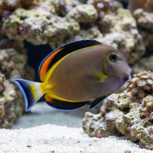 Powder Brown Tang - Image 3