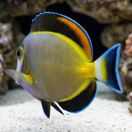 Powder Brown Tang - Image 4