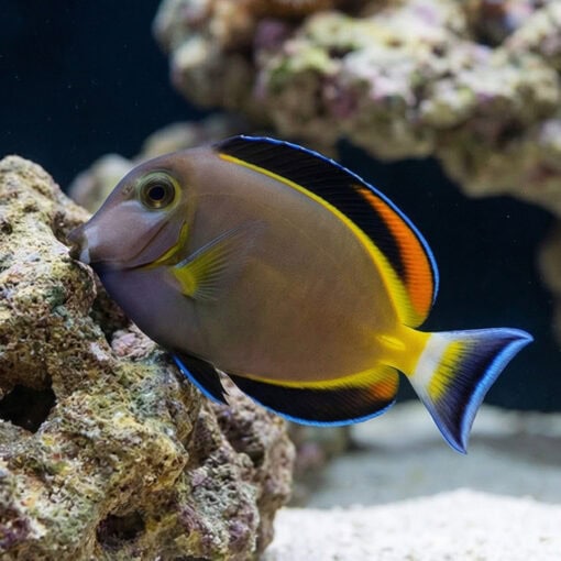Powder Brown Tang - Image 5