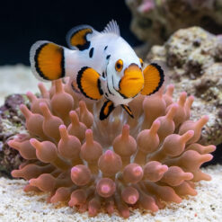 Alternative view of Premium Black Helmet Picasso Percula Clownfish: Captive Bred