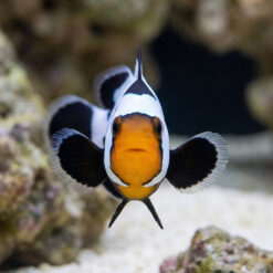 Alternative view of Premium Phantom Ocellaris Clownfish: Captive Bred