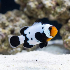 Premium Phantom Ocellaris Clownfish: Captive Bred