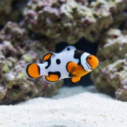 Premium Picasso Percula Clownfish: Captive Bred