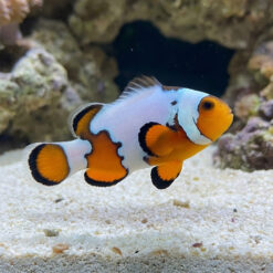 Premium Snowflake Ocellaris Clownfish: Captive Bred