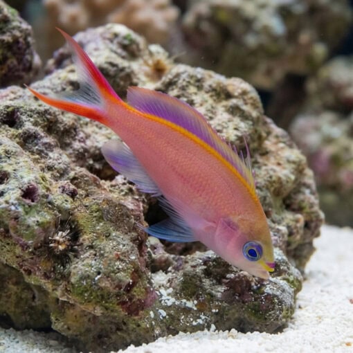 Princess Anthias