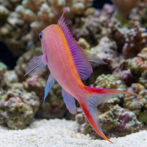 Princess Anthias - Image 2