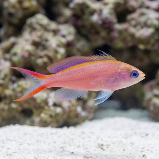 Princess Anthias - Image 3