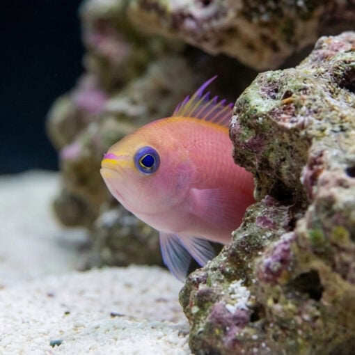 Princess Anthias - Image 4