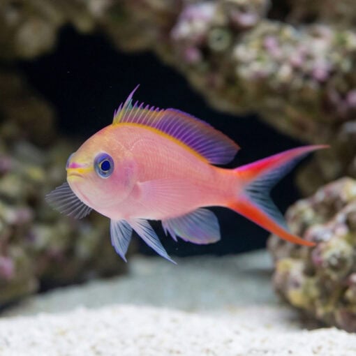 Princess Anthias - Image 5