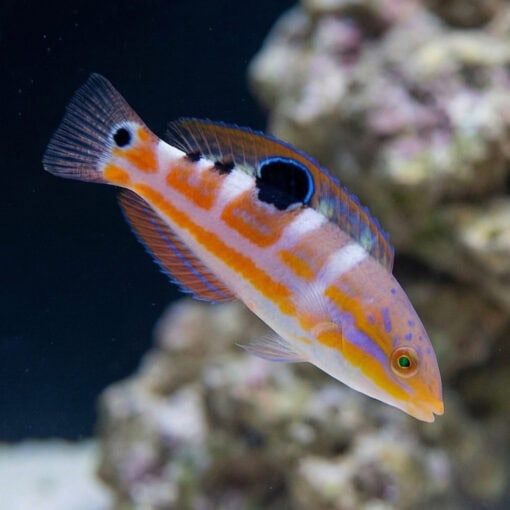 Pudding Wife Wrasse