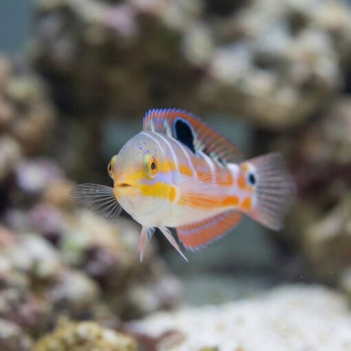 Pudding Wife Wrasse - Image 2
