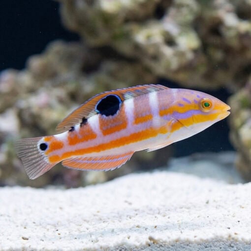 Pudding Wife Wrasse - Image 3