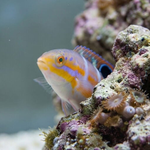 Pudding Wife Wrasse - Image 4
