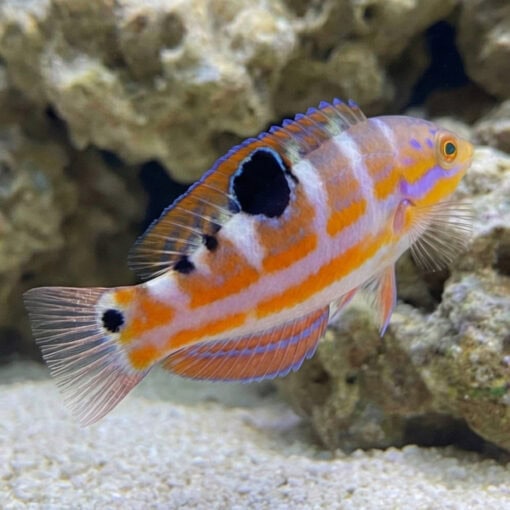 Pudding Wife Wrasse - Image 5