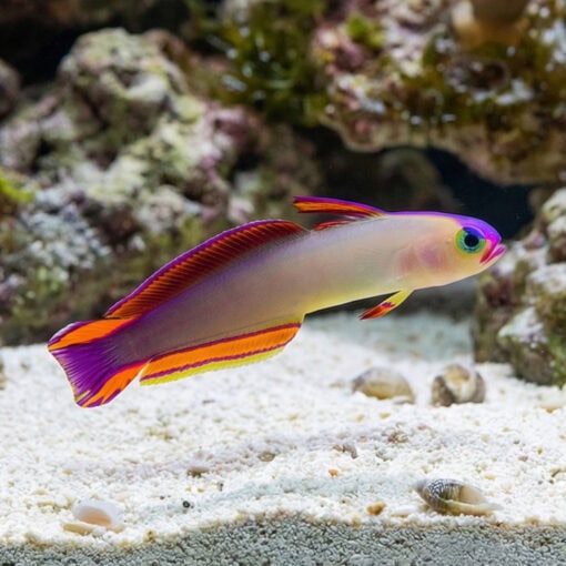 Purple Firefish Goby