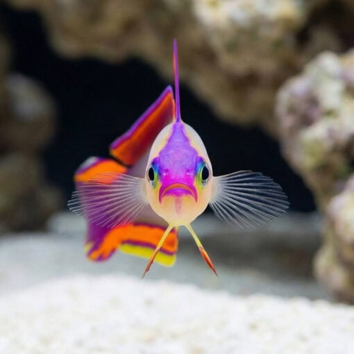 Purple Firefish Goby - Image 2