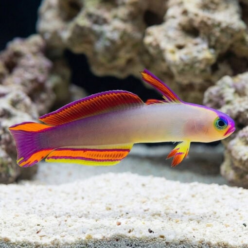 Purple Firefish Goby - Image 3