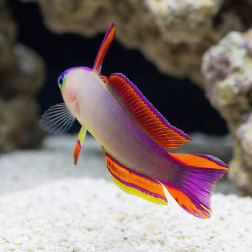 Purple Firefish Goby - Image 4