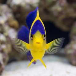 Venustus Angelfish facing camera head-on, vivid yellow body, deep blue crown, fanned pectoral fins, coral rock background