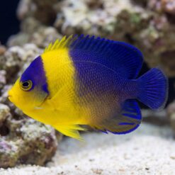 Venustus Angelfish vivid yellow body with deep blue-purple mask and dorsal markings swimming near sandy substrate and live rock
