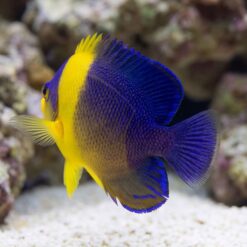 Venustus Angelfish juvenile swimming near sandy substrate, vivid yellow face and blue-purple body visible against coral rock background