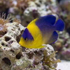 Venustus Angelfish vibrant blue and yellow dwarf angelfish swimming near coral reef with sea anemones in reef aquarium