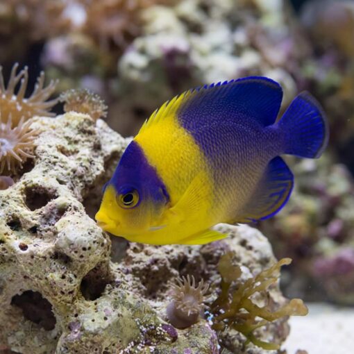 Venustus Angelfish vibrant blue and yellow dwarf angelfish swimming near coral reef with sea anemones in reef aquarium