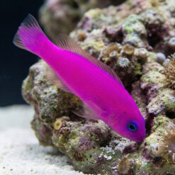 Purple Pseudochromis